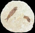 Knightia Fossil Fish - Wyoming #60883-1